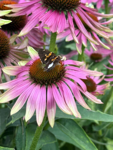 Dig in and discover: Master Gardeners host open house Aug. 9